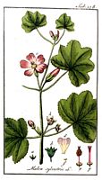 Mauve des bois. Planche d'identification krauss. Cliquer pour agrandir l'image.