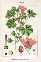 Mauve des bois. Planche d'identification Sturm. Cliquer pour agrandir l'image.