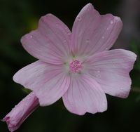 Mauve musquée. Fleur, Villars. Cliquer pour agrandir l'image.