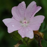 Mauve musquée. Fleur, Villars. Cliquer pour agrandir l'image.