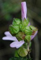 Mauve musquée. Fleurs en boutons, Villars. Cliquer pour agrandir l'image.