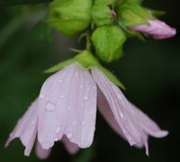 Mauve musquée. Fleur, Villars. Cliquer pour agrandir l'image.