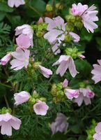 Mauve musquée. Plante, Villars. Cliquer pour agrandir l'image.