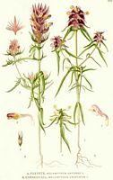 Mélampyre des champs. Planche d'identification Linnemand. Cliquer pour agrandir l'image.