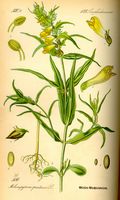 Mélampyre des pres. Planche d'identification Thomé. Cliquer pour agrandir l'image.