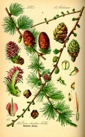 Mélèze commun. Planche d'identification. Cliquer pour agrandir l'image.