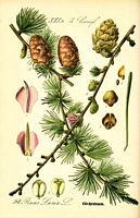 Mélèze commun. Dessin d'identification. Cliquer pour agrandir l'image.