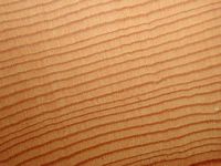 Mélèze commun. Bois en coupe radiale. Cliquer pour agrandir l'image.