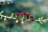 Mélèze commun. Fleurs. Cliquer pour agrandir l'image.