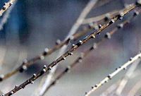 Mélèze commun. Bourgeons. Cliquer pour agrandir l'image.