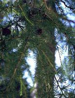 Mélèze commun. Branches vertes. Cliquer pour agrandir l'image.