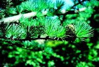 Mélèze commun. Branche et cone. Cliquer pour agrandir l'image.