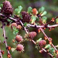 Mélèze commun. Bourgeons. Cliquer pour agrandir l'image.
