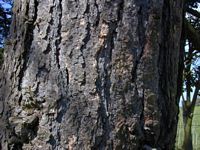 Mélèze commun. Écorce. Cliquer pour agrandir l'image.