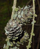 Mélèze commun. Vieux cones. Cliquer pour agrandir l'image.