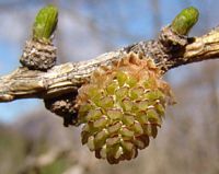 Mélèze commun. Fleur mâle. Cliquer pour agrandir l'image.