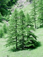 Mélèze commun. Plantes. Cliquer pour agrandir l'image.