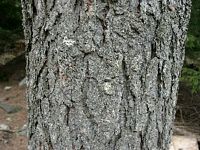 Mélèze commun. Écorce. Cliquer pour agrandir l'image.