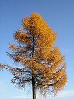 Mélèze commun. Houppier en automne. Cliquer pour agrandir l'image.