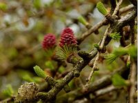 Mélèze commun. Fleur femelle. Cliquer pour agrandir l'image.