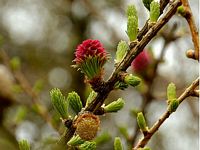 Mélèze commun. Fleur femelle. Cliquer pour agrandir l'image.