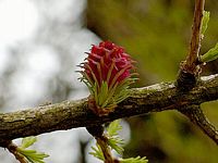 Mélèze commun. Fleur femelle. Cliquer pour agrandir l'image.