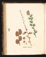 Mélèze commun. Planche d'identification Saint-hilaire. Cliquer pour agrandir l'image.