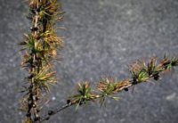 Mélèze commun. Meria du mélèze. Cliquer pour agrandir l'image.