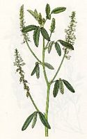 Mélilot blanc. Dessin. Cliquer pour agrandir l'image.