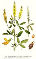 Mélilot blanc. Planche d'identification Linnemand. Cliquer pour agrandir l'image.