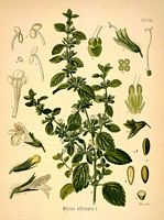Melisse-citronnelle. Dessin d'identification. Cliquer pour agrandir l'image.