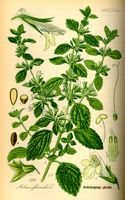 Melisse-citronnelle. Planche d'identification Thomé. Cliquer pour agrandir l'image.