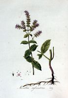 Menthe des bois. Planche d'identification Flora batava. Cliquer pour agrandir l'image.