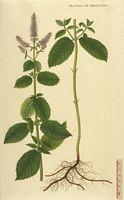 Menthe des bois. Planche d'identification Flora danica. Cliquer pour agrandir l'image.