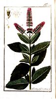 Menthe des bois. Planche d'identification krauss. Cliquer pour agrandir l'image.