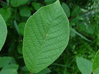 Mérisier à grappes. Feuille. Cliquer pour agrandir l'image.