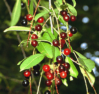 Mérisier à grappes. Fruits rouges. Cliquer pour agrandir l'image.