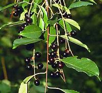 Mérisier à grappes. Fruits noirs. Cliquer pour agrandir l'image.