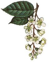 Mérisier à grappes. Dessin grappe. Cliquer pour agrandir l'image.