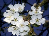 Mérisier des oiseaux. Fleurs. Cliquer pour agrandir l'image.