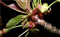 Mérisier des oiseaux. Bourgeons. Cliquer pour agrandir l'image.