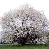 Mérisier des oiseaux. Plante. Cliquer pour agrandir l'image.