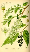 Mérisier des oiseaux. Planche d'identification. Cliquer pour agrandir l'image.