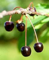 Mérisier des oiseaux. Fruits. Cliquer pour agrandir l'image.