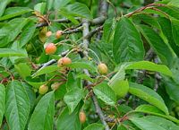 Mérisier des oiseaux. Feuilles et jeunes fruits. Cliquer pour agrandir l'image.