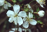 Mérisier des oiseaux. Fleurs. Cliquer pour agrandir l'image.
