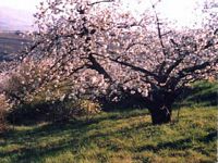 Mérisier des oiseaux. Arbre en fleurs. Cliquer pour agrandir l'image.