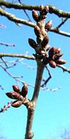 Mérisier des oiseaux. Bourgeons. Cliquer pour agrandir l'image.