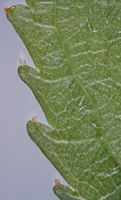 Mérisier des oiseaux. Feuilles dentées. Cliquer pour agrandir l'image.