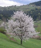 Mérisier des oiseaux. Arbre en fleurs. Cliquer pour agrandir l'image.